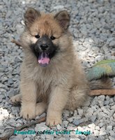 chiot eurasier