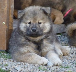 iwok de prana des loups