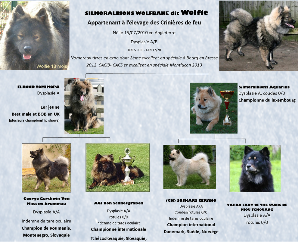 Silmoralbions wolbane dit WOLFIE