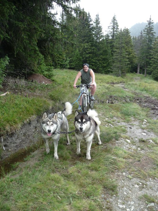 en vélo avec chiens