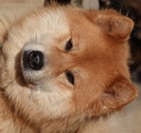 Shewbacca de Prana des Loups