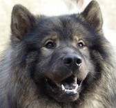 hartik de prana des loups