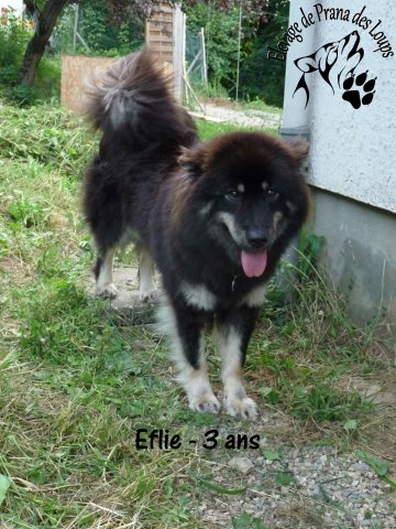 Eflie