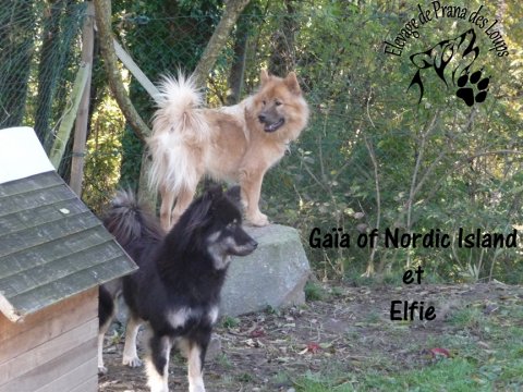 20121117 Elfie et Gaia