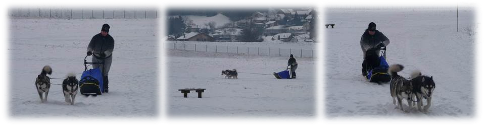 chien de traineau