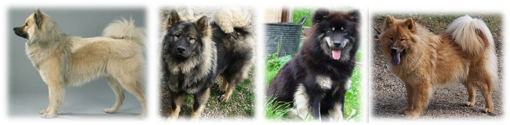 les couleurs de l'eurasier