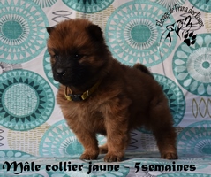 chiot eurasier