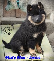 chiot eurasier