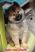 chiot eurasier