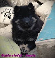 chiot eurasier