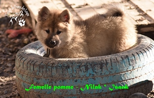 chiot eurasier