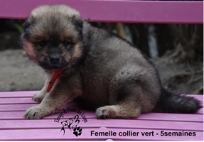 chiot eurasier
