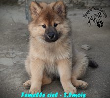 chiot eurasier