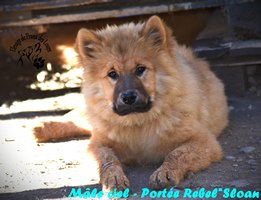 chiot eurasier