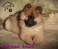 chiot eurasier