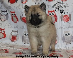 chiot eurasier