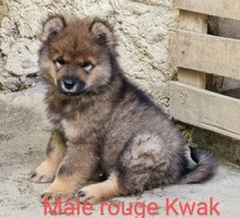 chiot eurasier