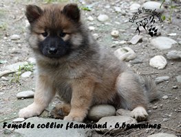 chiot eurasier