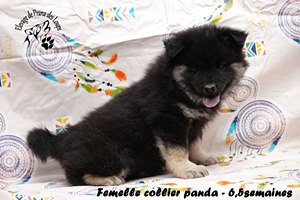 chiot eurasier