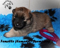 chiot eurasier