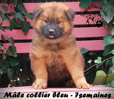 chiot eurasier