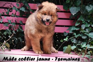 chiot eurasier