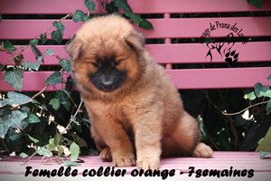 chiot eurasier