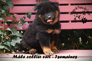 chiot eurasier