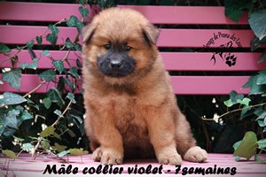 chiot eurasier