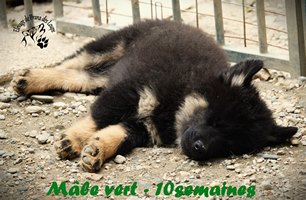 chiot eurasier