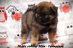 chiot eurasier