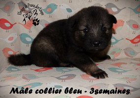 chiot eurasier