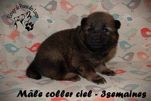 chiot eurasier