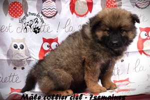 chiot eurasier