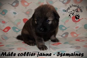 chiot eurasier