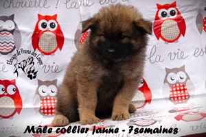 chiot eurasier