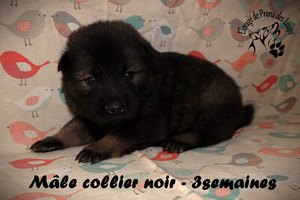 chiot eurasier