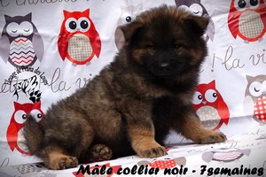 chiot eurasier