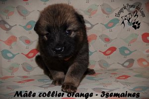 chiot eurasier