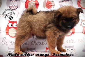 chiot eurasier