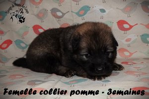 chiot eurasier