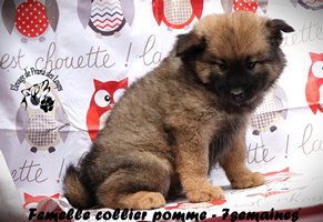 chiot eurasier