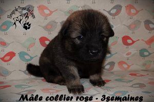 chiot eurasier