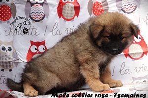 chiot eurasier