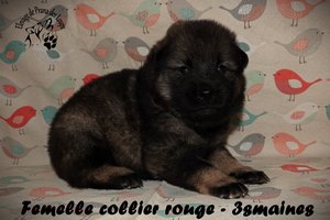 chiot eurasier