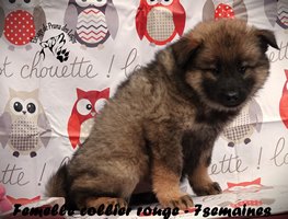 chiot eurasier