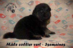 chiot eurasier