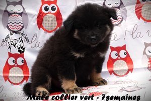 chiot eurasier