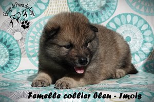 chiot eurasier