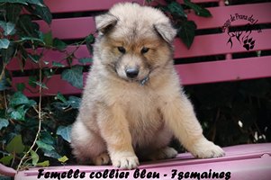 chiot eurasier